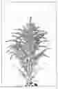 Fig. 01 - Solidago plant named ‘Dansolwind’
