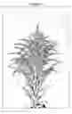 Fig. 02 - Solidago plant named ‘Dansolwind’