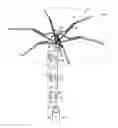Fig. 01 - Automatic close umbrella with automatic resetting feature