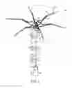 Fig. 02 - Automatic close umbrella with automatic resetting feature