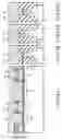 Fig. 41 - Nonvolatile semiconductor memory device
