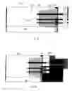 Fig. 12 - Enhancing Schottky breakdown voltage (BV) without affecting an integrated MOSFET-Schottky device layout