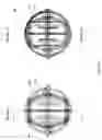 Fig. 02 - Packing for column