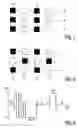 Fig. 05 - Electrophoretic display panel