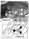 Fig. 06 - Perfecting the optics within a digital image acquisition device using face detection