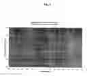 Fig. 10 - Gel polymers containing ionic liquids