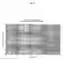 Fig. 12 - Gel polymers containing ionic liquids