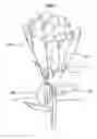 Fig. 06 - Device for providing internal illumination of live flowers and other products