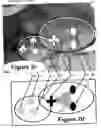 Fig. 06 - Perfecting the effect of flash within an image acquisition devices using face detection