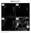 Fig. 02 - Detection, imaging, and depletion of intracellular pathogens