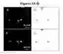 Fig. 04 - Detection, imaging, and depletion of intracellular pathogens