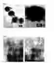 Fig. 02 - Water soluble iron oxide nanoparticles and a method of its preparation