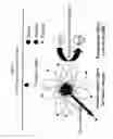 Fig. 03 - Methods for tumor treatment using dendrimer conjugates