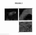 Fig. 04 - Cell scaffold matrices with image contrast agents