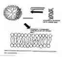 Fig. 06 - Multifunctional dendrimers and hyperbranched polymers as drug and gene delivery systems