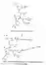 Fig. 08 - Multifunctional dendrimers and hyperbranched polymers as drug and gene delivery systems