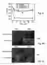 Fig. 07 - Promoters exhibiting endothelial cell specificity and methods of using same for regulation of angiogenesis