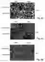 Fig. 08 - Promoters exhibiting endothelial cell specificity and methods of using same for regulation of angiogenesis