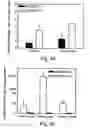 Fig. 35 - Promoters exhibiting endothelial cell specificity and methods of using same for regulation of angiogenesis