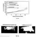 Fig. 76 - Promoters exhibiting endothelial cell specificity and methods of using same for regulation of angiogenesis