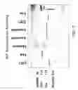 Fig. 08 - Heteromultimeric molecules