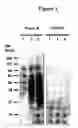 Fig. 02 - Cytotoxicity mediation of cells evidencing surface expression of CD63