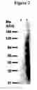 Fig. 03 - Cytotoxicity mediation of cells evidencing surface expression of CD63