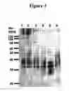 Fig. 04 - Cytotoxicity mediation of cells evidencing surface expression of CD63