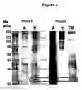 Fig. 05 - Cytotoxicity mediation of cells evidencing surface expression of CD63