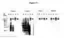 Fig. 08 - Cytotoxicity mediation of cells evidencing surface expression of CD63