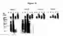 Fig. 09 - Cytotoxicity mediation of cells evidencing surface expression of CD63