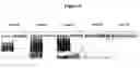 Fig. 10 - Cytotoxicity mediation of cells evidencing surface expression of CD63