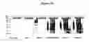 Fig. 12 - Cytotoxicity mediation of cells evidencing surface expression of CD63