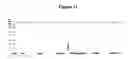 Fig. 13 - Cytotoxicity mediation of cells evidencing surface expression of CD63