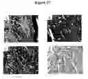 Fig. 19 - Cytotoxicity mediation of cells evidencing surface expression of CD63