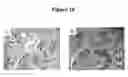Fig. 20 - Cytotoxicity mediation of cells evidencing surface expression of CD63
