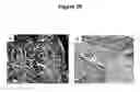 Fig. 22 - Cytotoxicity mediation of cells evidencing surface expression of CD63