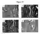 Fig. 25 - Cytotoxicity mediation of cells evidencing surface expression of CD63
