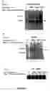 Fig. 05 - Methods for modulating expression of an HIV-1 fusion cofactor