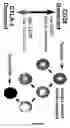 Fig. 10 - Methods for modulating expression of an HIV-1 fusion cofactor