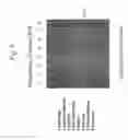 Fig. 10 - Bv8 nucleic acids and polypeptides with mitogenic activity