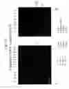 Fig. 11 - Bv8 nucleic acids and polypeptides with mitogenic activity