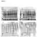 Fig. 10 - Expression of hydrophobic proteins
