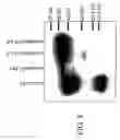 Fig. 09 - Compositions and methods for enhancing the immunogenicity of antigens