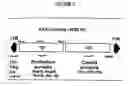 Fig. 02 - Adeno-associated virus materials and methods