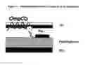 Fig. 06 - Vaccine composition