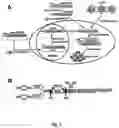 Fig. 02 - Flavivirus vaccine delivery system