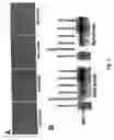 Fig. 03 - Flavivirus vaccine delivery system