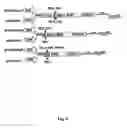 Fig. 08 - Flavivirus vaccine delivery system