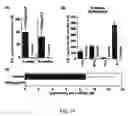 Fig. 15 - Flavivirus vaccine delivery system